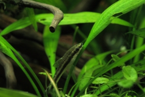 Отоцинклюс, Otocinclus