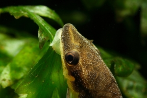 Отоцинклюс, Otocinclus affinis