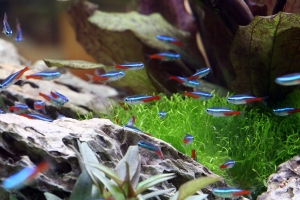 Неон, Paracheirodon innesi