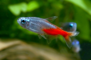 Неон, Paracheirodon innesi