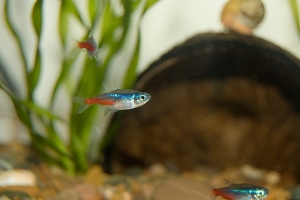 Неон, Paracheirodon innesi