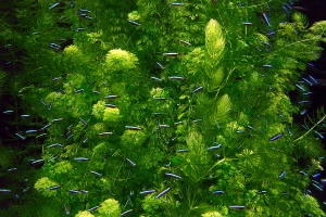 Неон, Paracheirodon innesi