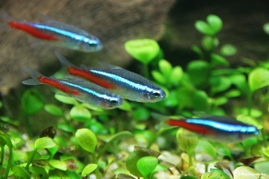 Неон, Paracheirodon innesi