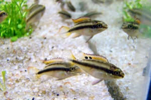 Цихлида Попугай, Pelvicachromis pulcher