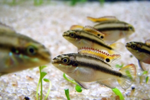 Цихлида Попугай, Pelvicachromis pulcher