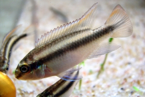 Цихлида Попугай, Pelvicachromis pulcher