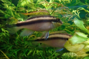 Цихлида Попугай, Pelvicachromis pulcher