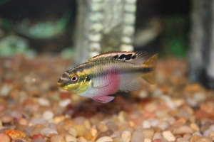 Цихлида Попугай, Pelvicachromis pulcher