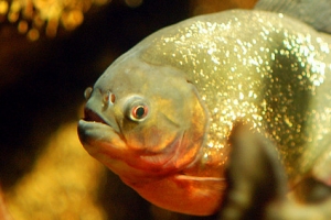 Пиранья, Red bellied Piranha