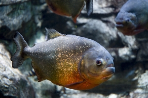 Пиранья, Red bellied Piranha