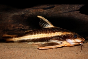 Платидорас полосатый, Platydoras armatulus