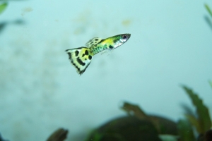 Гуппи, Poecilia reticulata