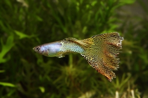 Гуппи, Poecilia reticulata