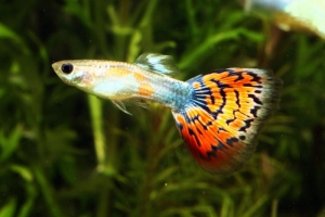 Гуппи, Poecilia reticulata