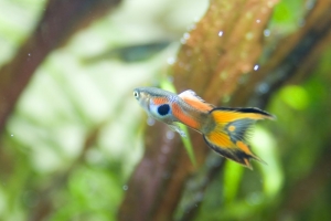 Гуппи, Poecilia reticulata