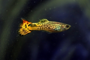 Гуппи, Poecilia reticulata