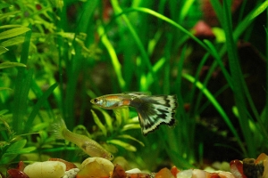 Гуппи, Poecilia reticulata