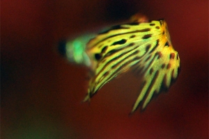 Гуппи, Poecilia reticulata