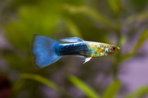 Гуппи, Poecilia reticulata