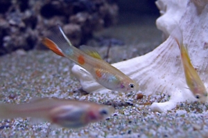 Гуппи, Poecilia reticulata