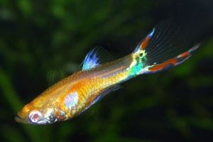 Гуппи, Poecilia reticulata