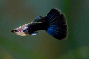 Гуппи, Poecilia reticulata