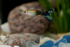 Гуппи, Poecilia reticulata