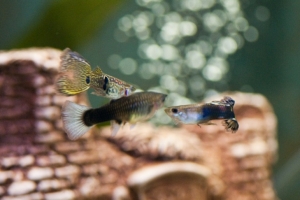 Гуппи, Poecilia reticulata