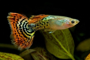 Гуппи, Poecilia reticulata