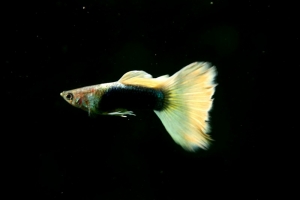 Гуппи, Poecilia reticulata