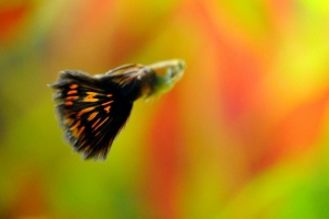 Гуппи, Poecilia reticulata