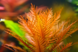 Прозерпинака палюстрис, Proserpinaca palustris