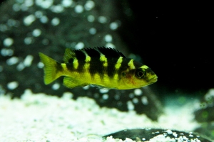 Псевдотрофеус Крабро, Pseudotropheus crabro