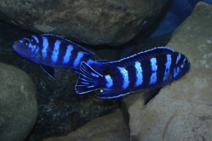 Псевдотрофеус демасони, Pseudotropheus demasoni