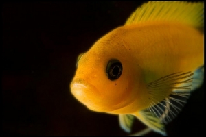 Псевдотрофеус зебра, Pseudotropheus Zebra