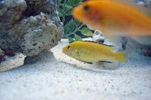 Псевдотрофеус зебра, Pseudotropheus Zebra