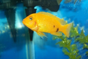 Псевдотрофеус зебра, Pseudotropheus Zebra