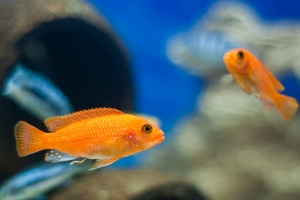 Псевдотрофеус зебра, Pseudotropheus Zebra