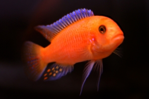 Псевдотрофеус зебра, Pseudotropheus Zebra