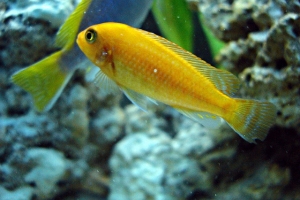 Псевдотрофеус зебра, Pseudotropheus Zebra