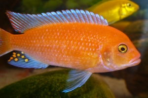 Псевдотрофеус, Metriaclima estherae