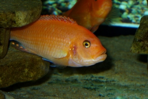 Псевдотрофеус, Metriaclima estherae