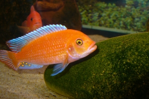 Псевдотрофеус, Metriaclima estherae