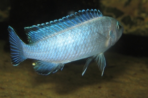 Псевдотрофеус, Pseudotropheus Socolofi