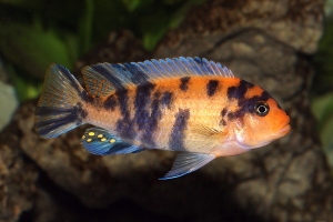 Псевдотрофеус, Pseudotropheus likoma