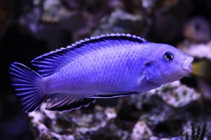 Псевдотрофеус, Pseudotropheus socolofi