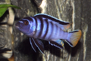 Псевдотрофеус, Pseudotropheus elongatus