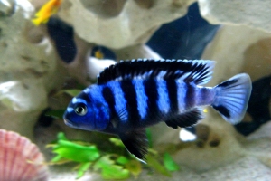 Псевдотрофеус, Pseudotropheus saulosi male