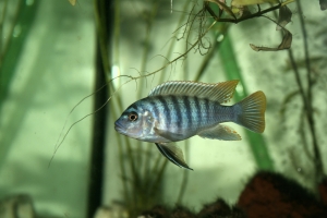 Псевдотрофеус, Pseudotropheus Zebra