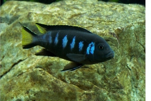 Псевдотрофеус